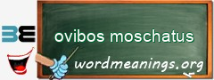 WordMeaning blackboard for ovibos moschatus